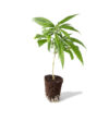verfügbar | Setzling Acapulco Gold Sativa nur Abholung