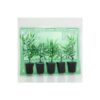 verfügbar | Setzling Acapulco Gold Sativa nur Abholung – Bild 2